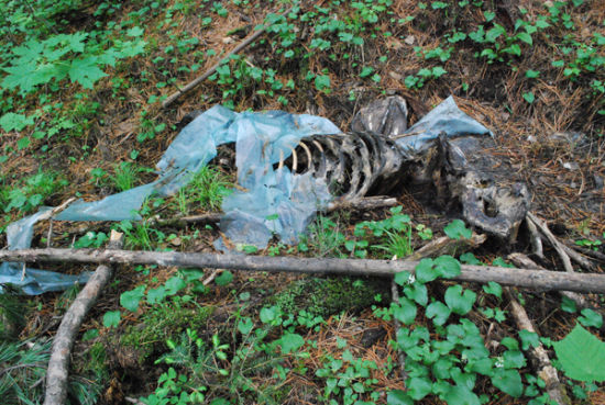 熊遭毒杀暴露法治困局:刑罚起不到相应作用|长白山|熊|野生动物_新浪