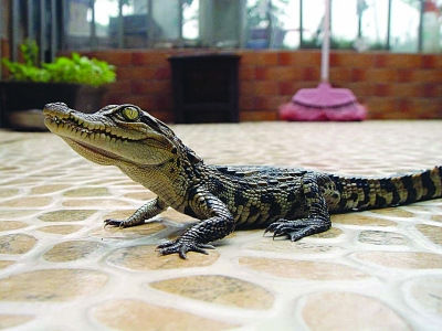 30厘米长的小鳄鱼呆在地板上