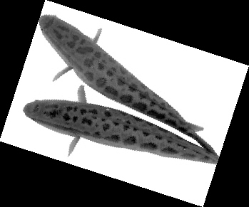 记者 李稹)乌鳢就是我们常说的黑鱼,"黑乌头",市农科院实施的 "杂交鳢