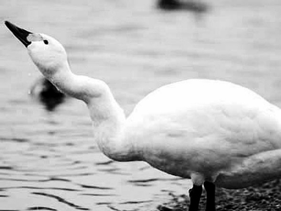 歪脖天鹅光棍7年 盼着对面有鹅看过来