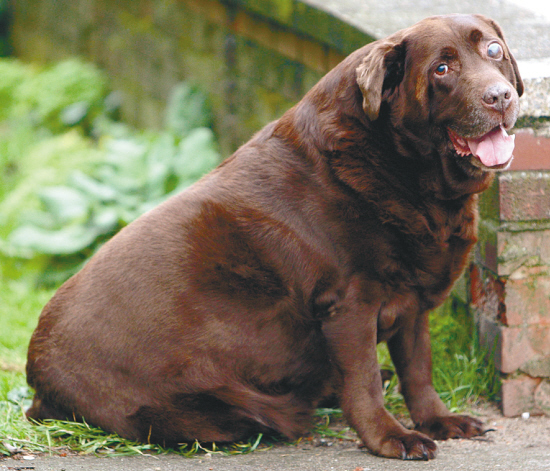 1月23日,英国一只拉布拉多猎狗在两年内减去了63.