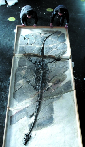 昨天,浙江自然博物馆收集到一块珍贵的纯信龙化石,长4米多.