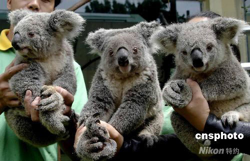 广州树熊妈妈和双胞胎子女欢享母亲节