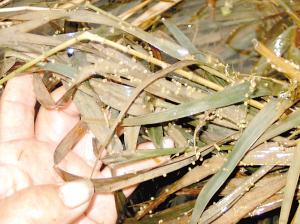 人工鱼巢为鱼儿筑"爱巢"