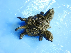 双头鳄鱼龟有两对眼