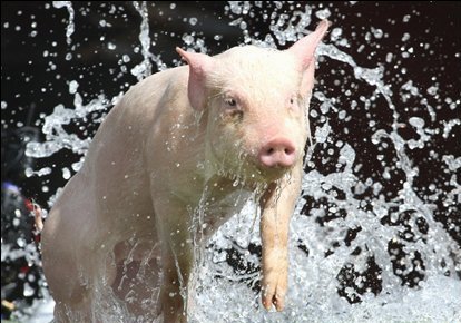 澳大利亚墨尔本赛猪会上小猪比赛跳水