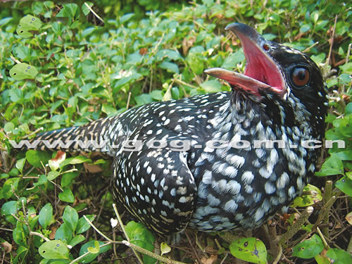 茂兰保护区再见布谷鸟