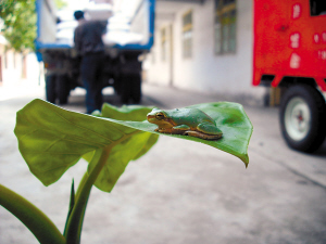 变色"青蛙"不怕路人