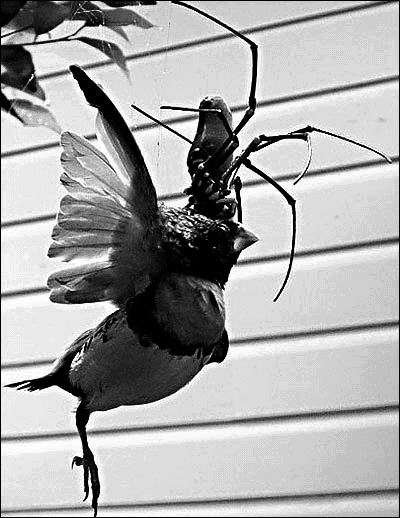 22日报道,在澳大利亚的一个花园里,一只巨型蜘蛛吃鸟时的情景被人拍到