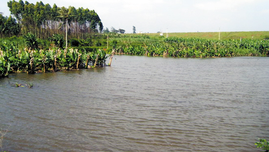 水库水闸突然失控上千亩农作物受浸