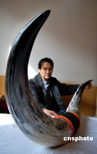 图:甘肃武威发现特大野牦牛牛角