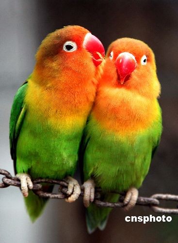 两只鹦鹉"卿卿我我"一只小鸟舒展羽毛