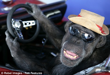 《人猿泰山》中黑猩猩演员奇塔的经历竟为虚构?(图)