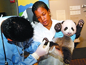 美国科学家为熊猫幼崽检查身体.