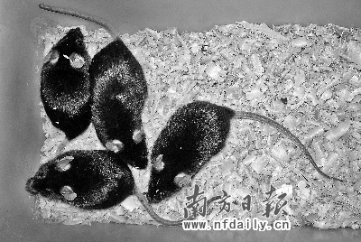 这是四只克隆鼠照片.