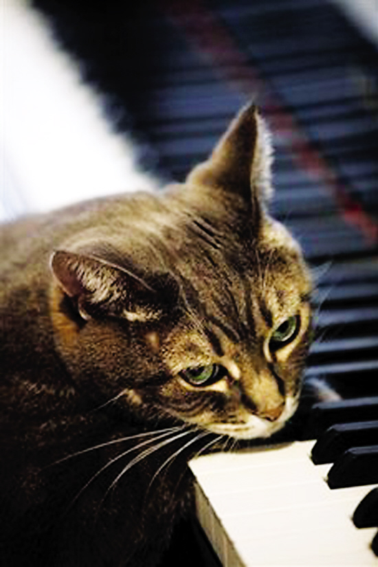 诺拉有出色的音乐天赋来自美国费城的小猫"诺拉"对钢琴"痴迷"成性,以