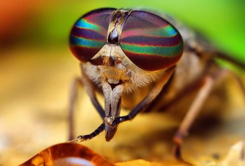 动物们可怕的用餐礼仪苍蝇边吃边吐边拉