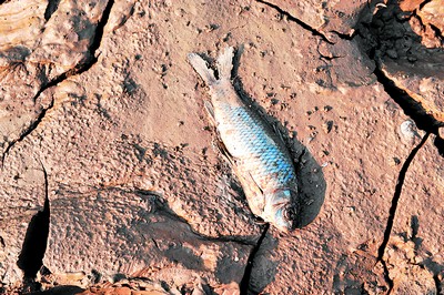 由于洞庭湖水退得太快,无鱼可捞的渔民只好停船靠岸.