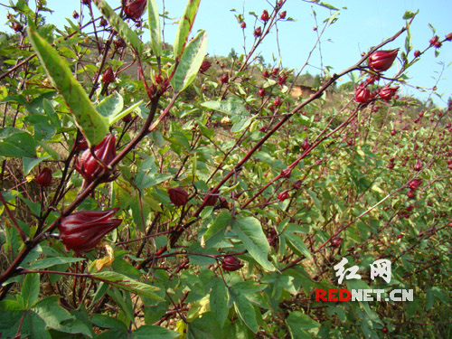 热带植物"红桃k"在桂东开花结果(图)