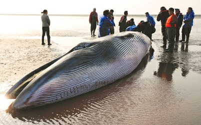 鯨魚橫沙島擱淺死亡