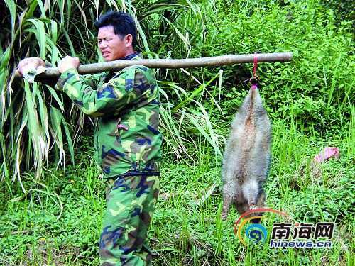 男子饲养山狗当野生狸卖 要价900元
