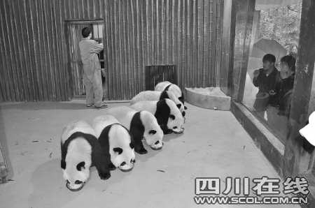 上海动物园里的世博大熊猫