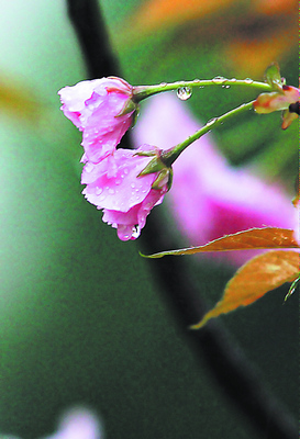 春风吹拂下,丝丝春雨正打在盛开的花朵上
