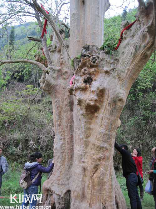 千年"神树"紫薇王 全球仅此一棵