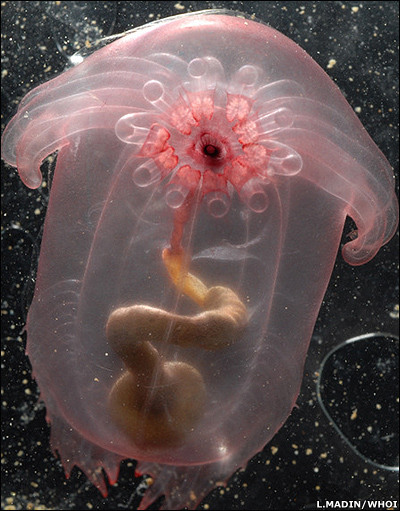 海洋微生物大观:奇异粉色海参(组图)