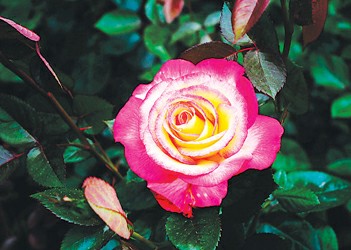 法兰西名品玫瑰绽放世博园