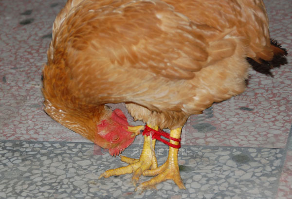 被绑母鸡解开绳索全程抓拍(组图)