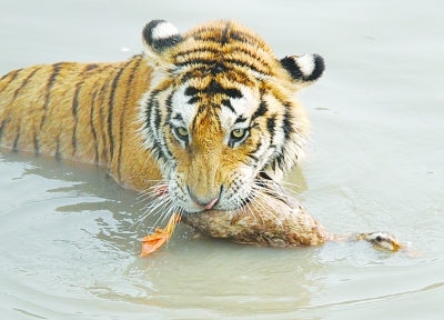 老虎叼住鸭子到一旁独自享用.