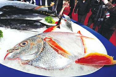 大眼,黃鰭,長鰭,鰹魚,金槍魚