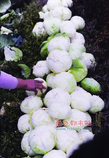 广州南都记者冯宙锋 刚说到中山80万斤椰菜烂在地里,昨天的广州市民就