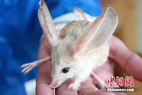 新疆兵团农三师发现罕见濒危灭绝物种长耳跳鼠