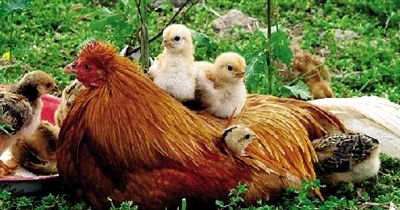 公鸡妈妈