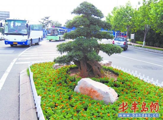 公路旁绿化带的是什么植物(公路旁绿化带的是什么植物呢)