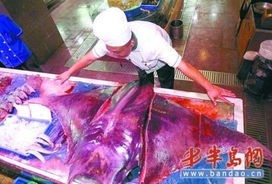 青岛渔民夜擒超级魔鬼鱼12人合力才拉上船