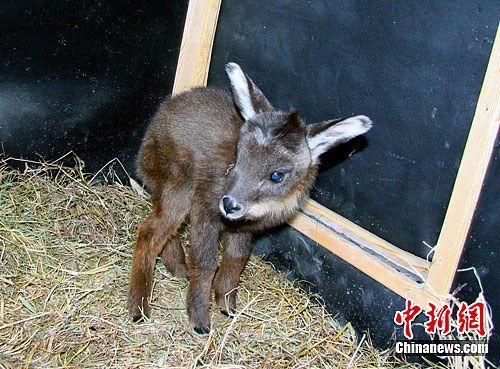 台赠大陆长鬃山羊所生羊宝宝夭折原因查明