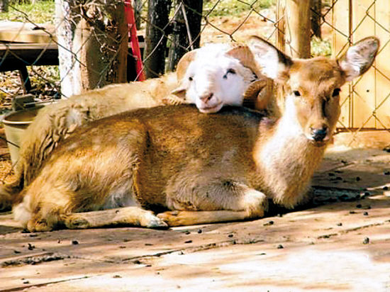 羊和鹿要结婚了