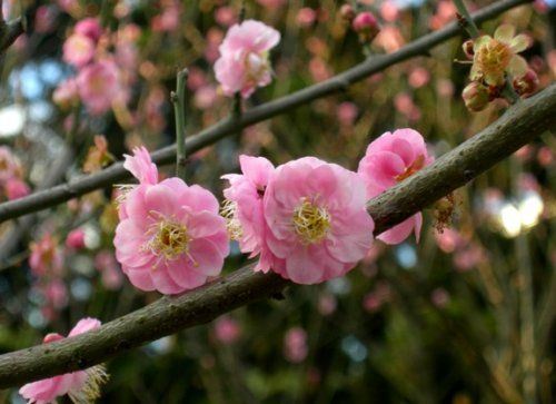 台湾中正纪念堂花时正好 樱花和梅花竞相绽放