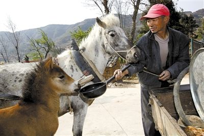 沾益县,村民奖励拉车有功的牲口一瓢清水.