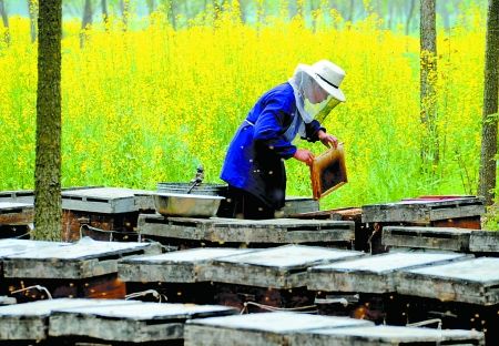 全国放蜂人河南来"赶花"