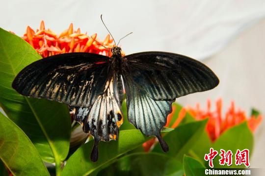 难得一见的雌雄同体蝴蝶惊现澳门