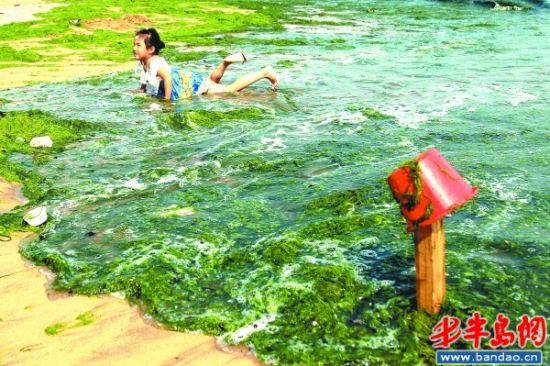 浒苔绿潮逼近青岛市区 主体离崂山头25公里_新浪新闻