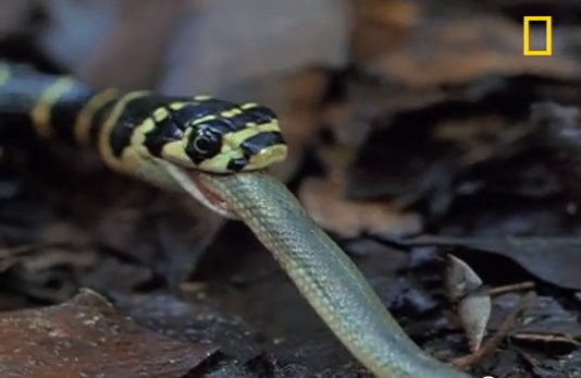 一周大眼镜王蛇吞噬同体型水蛇 吃一顿抵数月