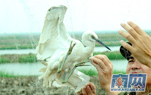 深入珠江口水域紅樹林保護區水域和溼地灘塗拆除各種捕鳥網具,成功