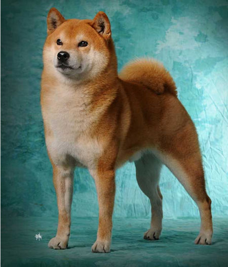 阳光柴犬家园纯种日本柴犬的欢乐家园