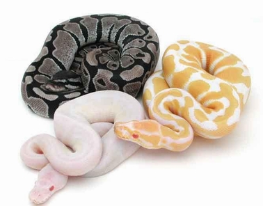 自然界的美丽蛇王绝对惊艳组图