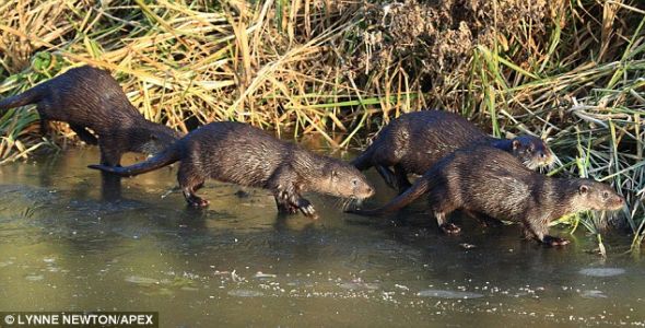 英国水獭一家不畏严冬表演冰上舞蹈组图